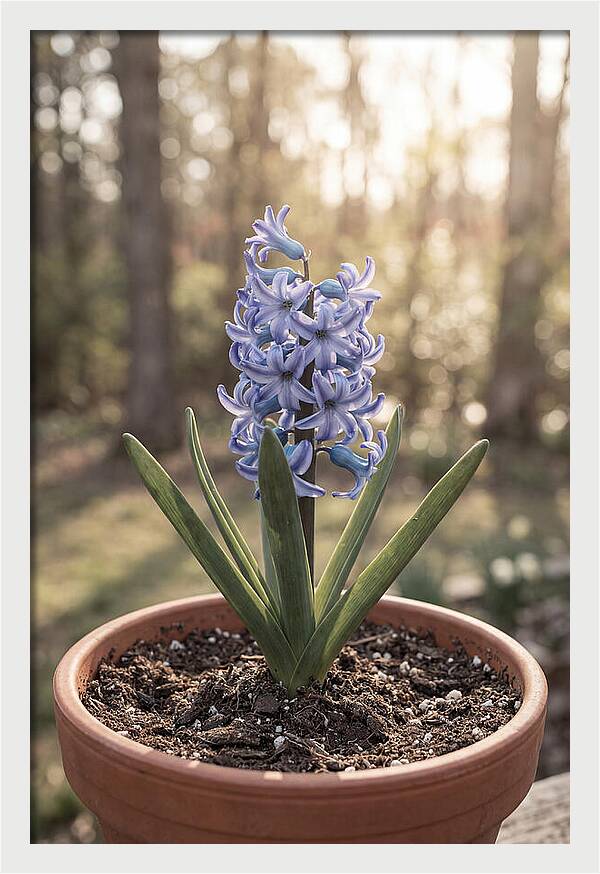 Hyacinth Fragrant In Spring