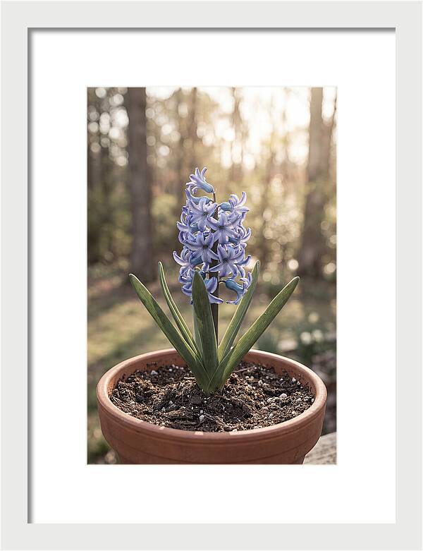 Hyacinth Fragrant In Spring