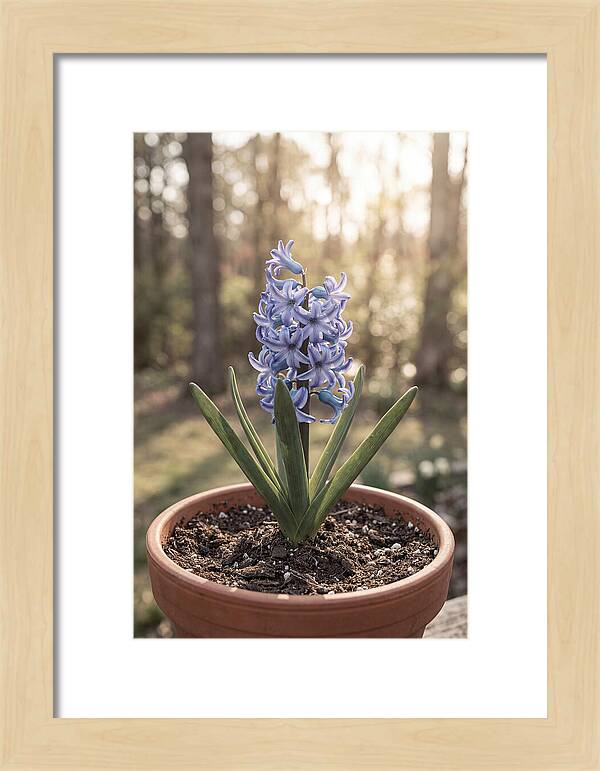 Hyacinth Fragrant In Spring