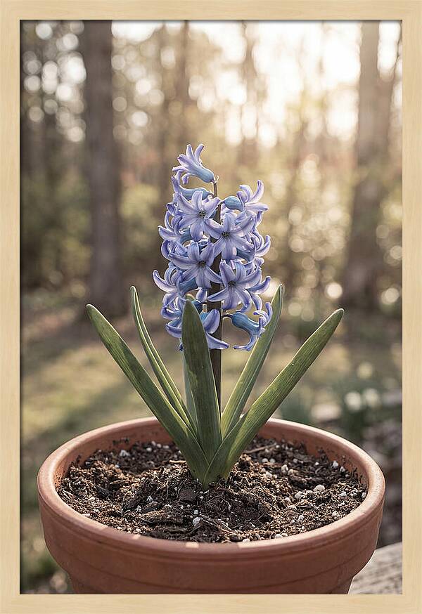 Hyacinth Fragrant In Spring