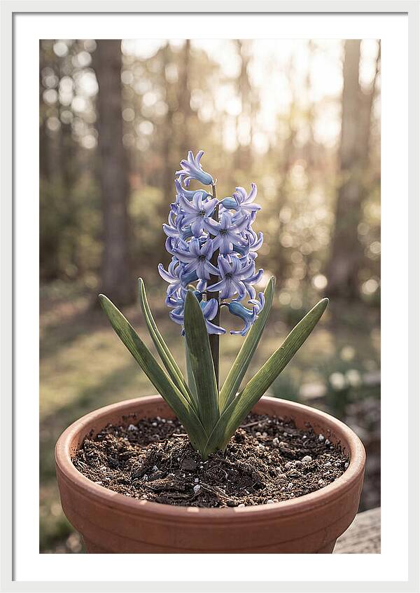 Hyacinth Fragrant In Spring