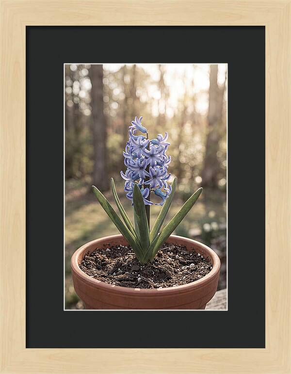 Hyacinth Fragrant In Spring