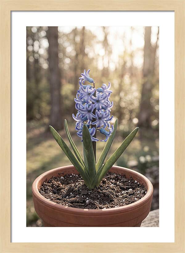 Hyacinth Fragrant In Spring