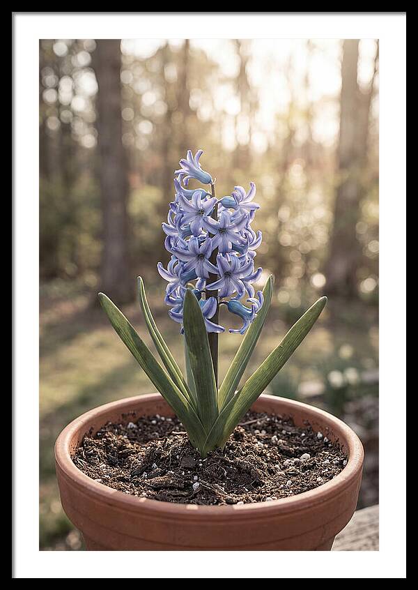 Hyacinth Fragrant In Spring