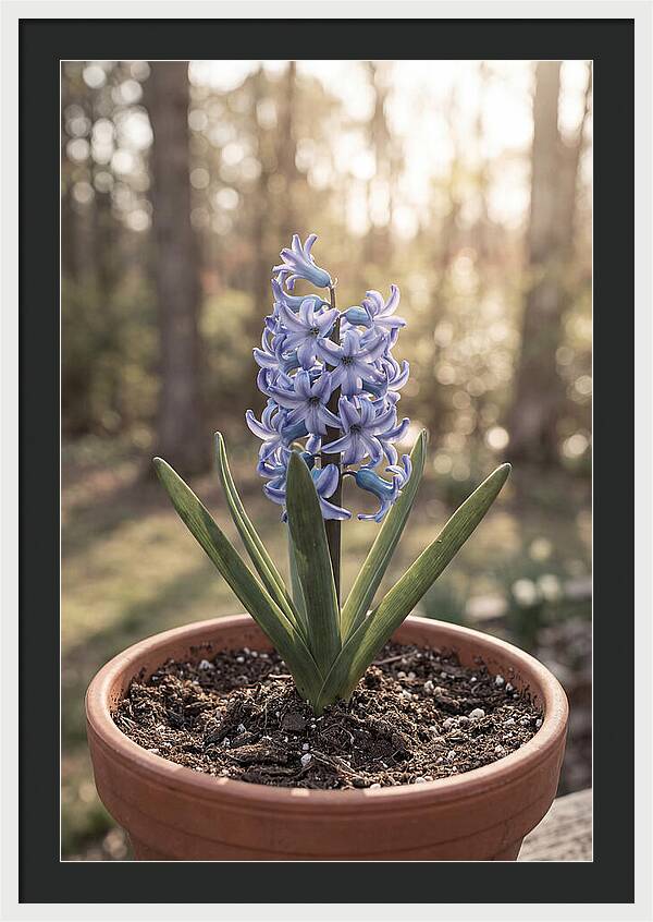 Hyacinth Fragrant In Spring
