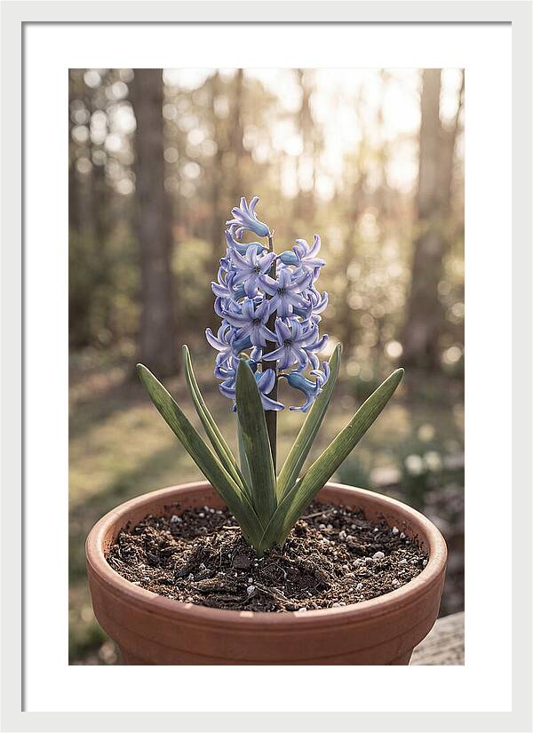 Hyacinth Fragrant In Spring