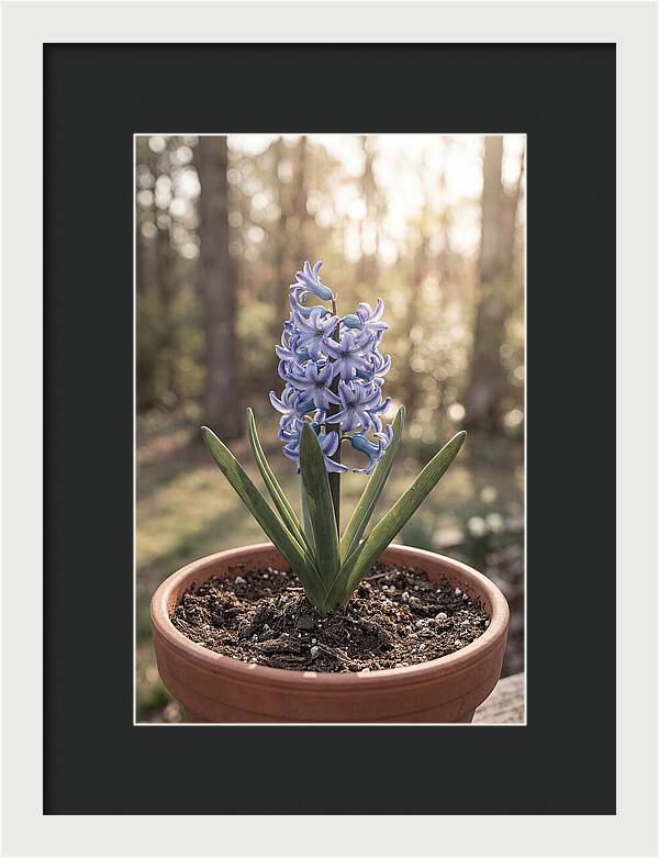 Hyacinth Fragrant In Spring