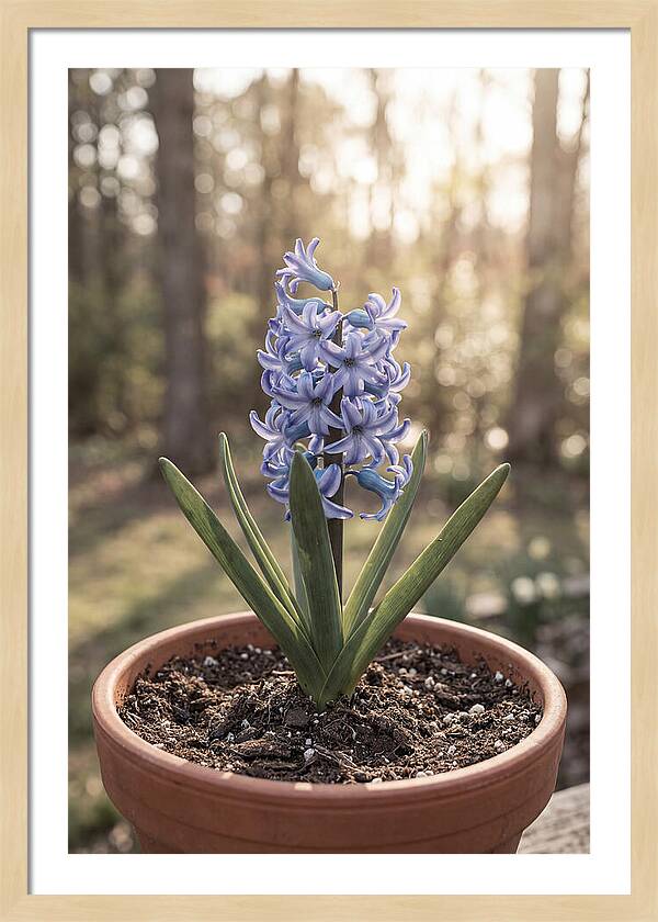 Hyacinth Fragrant In Spring