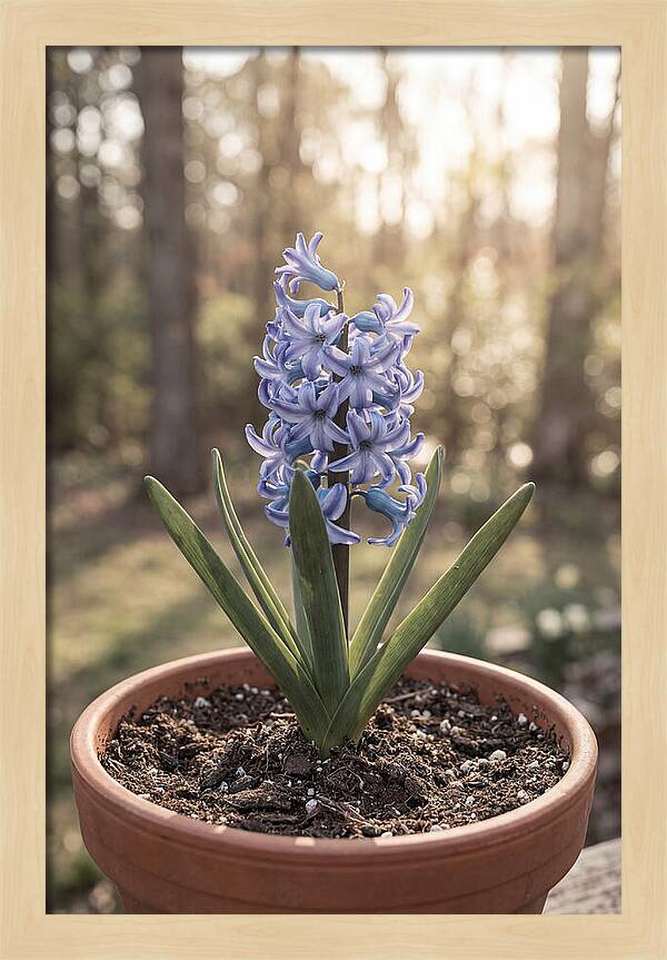 Hyacinth Fragrant In Spring
