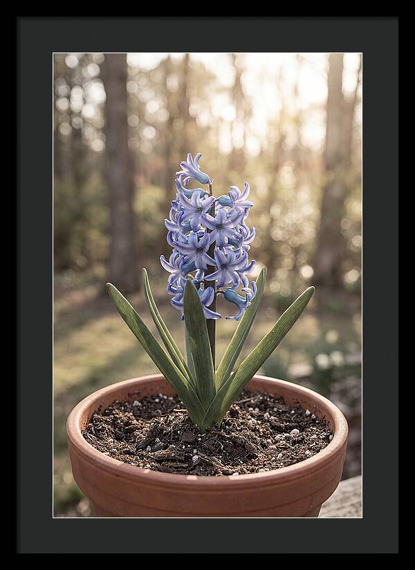 Hyacinth Fragrant In Spring