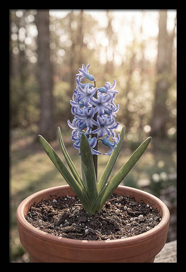 Hyacinth Fragrant In Spring