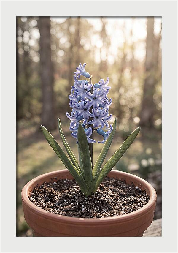 Hyacinth Fragrant In Spring