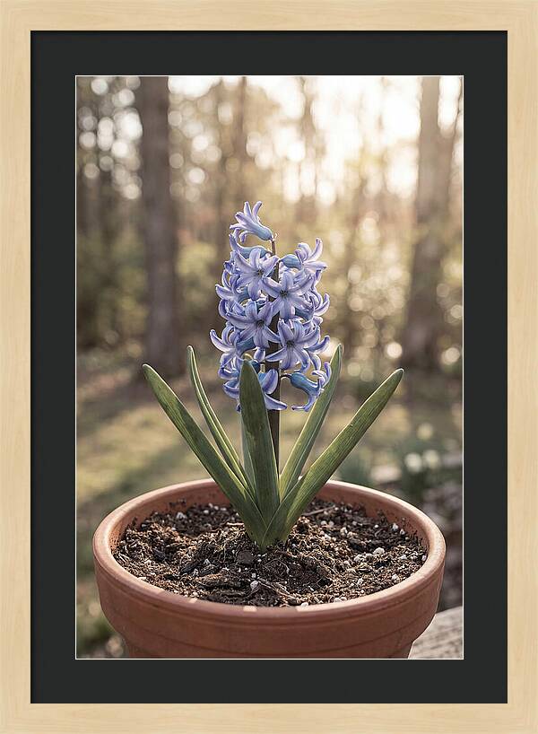 Hyacinth Fragrant In Spring