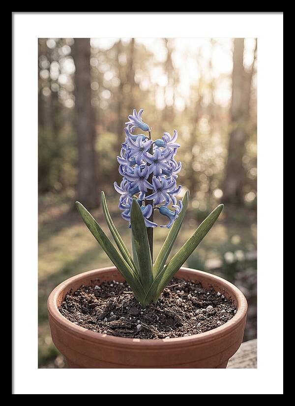 Hyacinth Fragrant In Spring