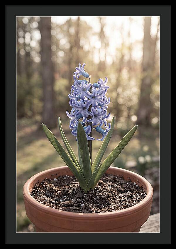 Hyacinth Fragrant In Spring