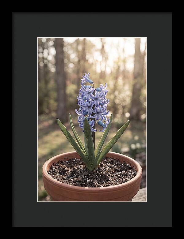 Hyacinth Fragrant In Spring