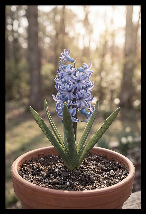 Hyacinth Fragrant In Spring
