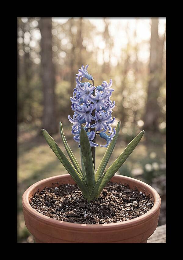 Hyacinth Fragrant In Spring