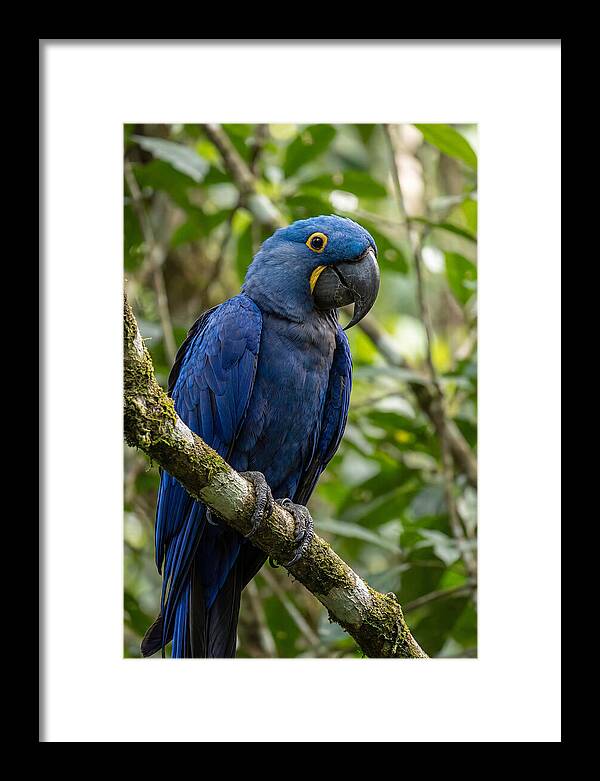 Hyacinth Macaw Perched Gracefully