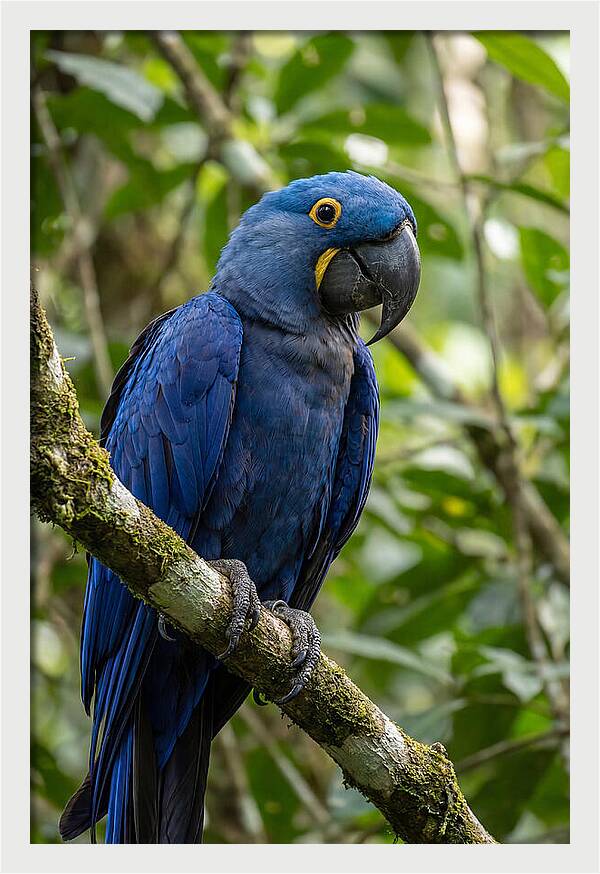 Hyacinth Macaw Perched Gracefully