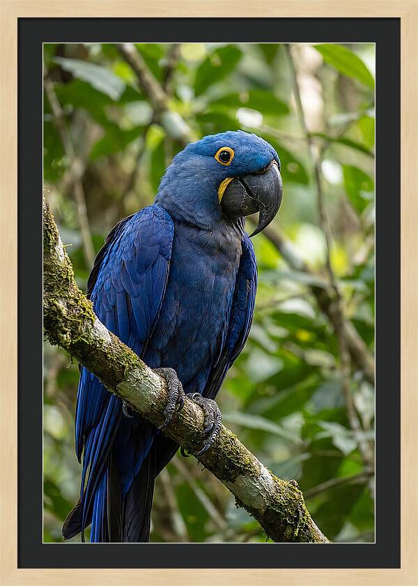 Hyacinth Macaw Perched Gracefully