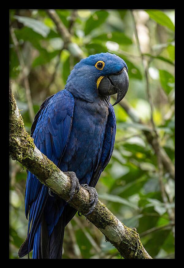 Hyacinth Macaw Perched Gracefully