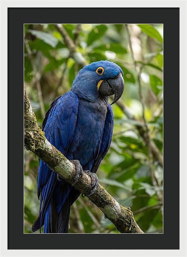 Hyacinth Macaw Perched Gracefully