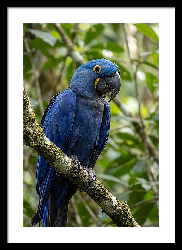 Hyacinth Macaw Perched Gracefully