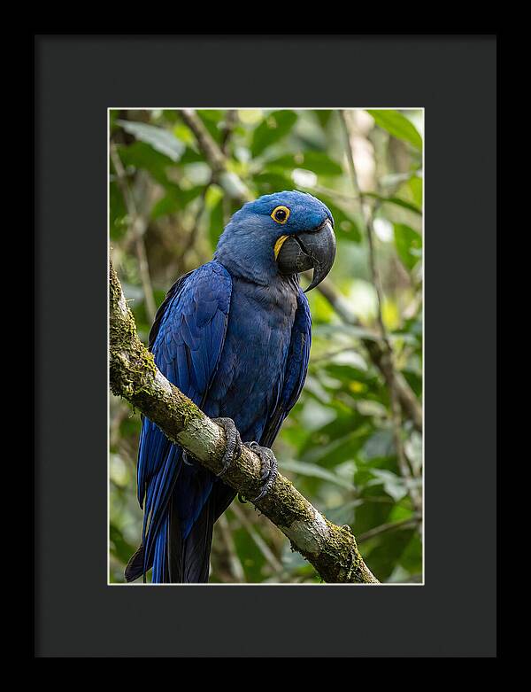 Hyacinth Macaw Perched Gracefully