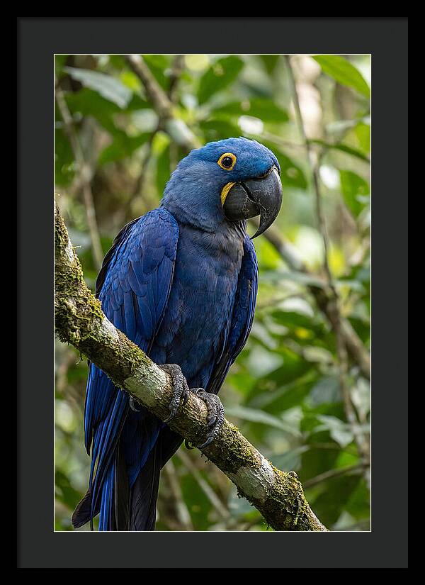 Hyacinth Macaw Perched Gracefully