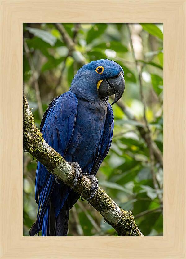 Hyacinth Macaw Perched Gracefully