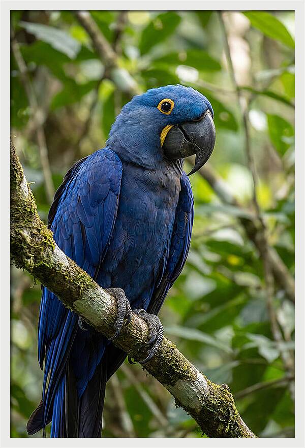 Hyacinth Macaw Perched Gracefully