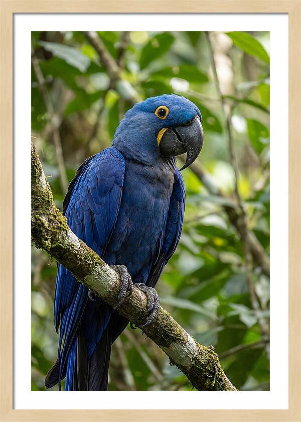 Hyacinth Macaw Perched Gracefully