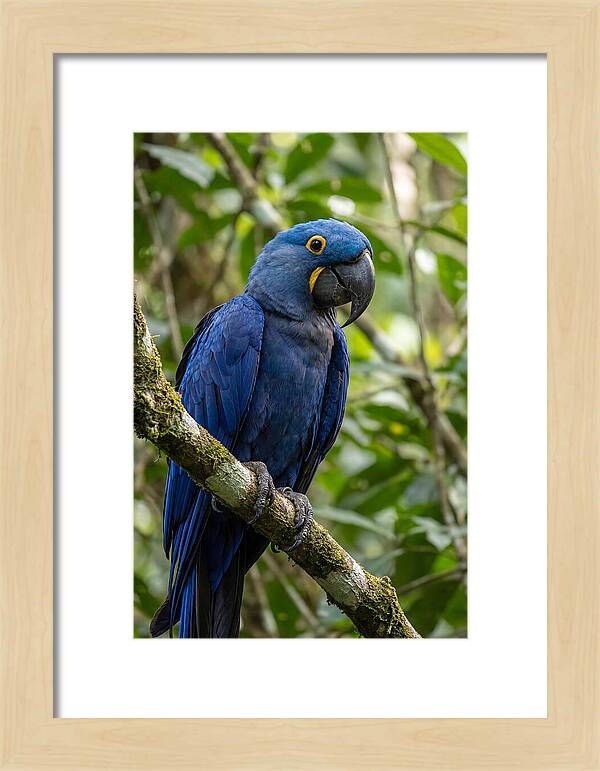 Hyacinth Macaw Perched Gracefully