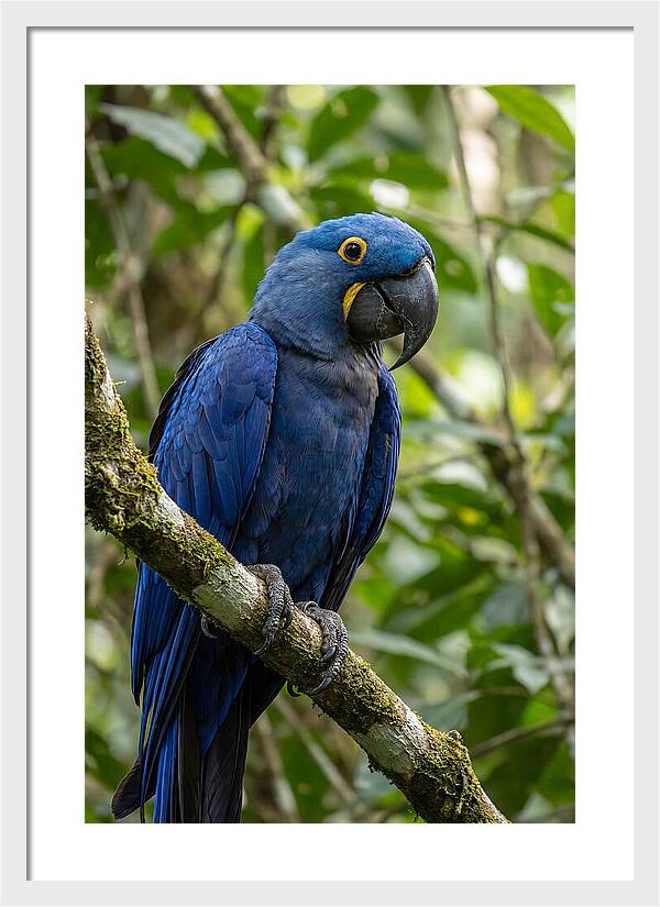 Hyacinth Macaw Perched Gracefully