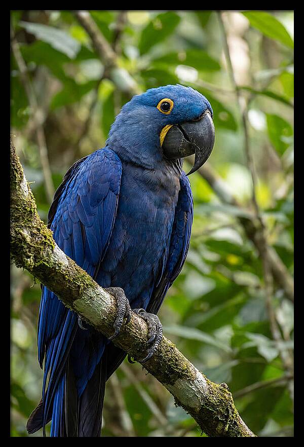 Hyacinth Macaw Perched Gracefully