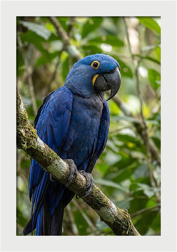 Hyacinth Macaw Perched Gracefully