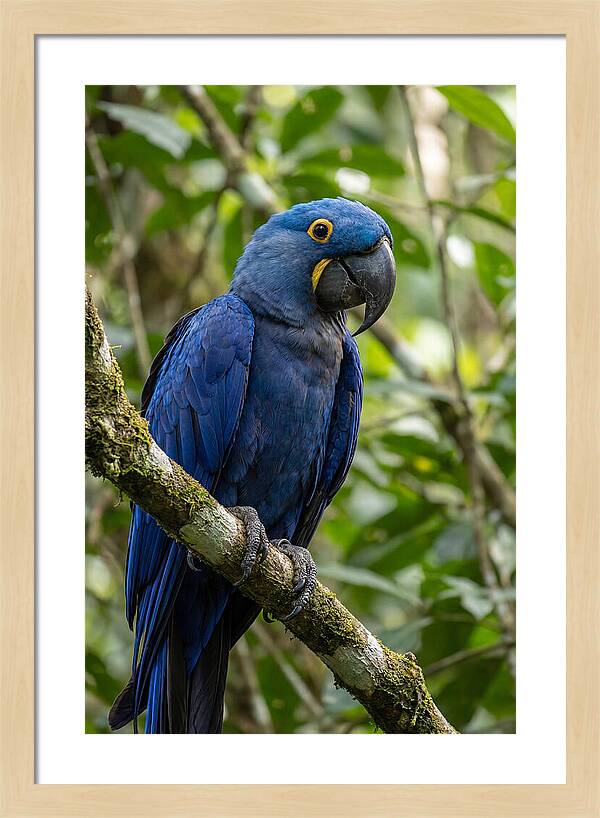 Hyacinth Macaw Perched Gracefully