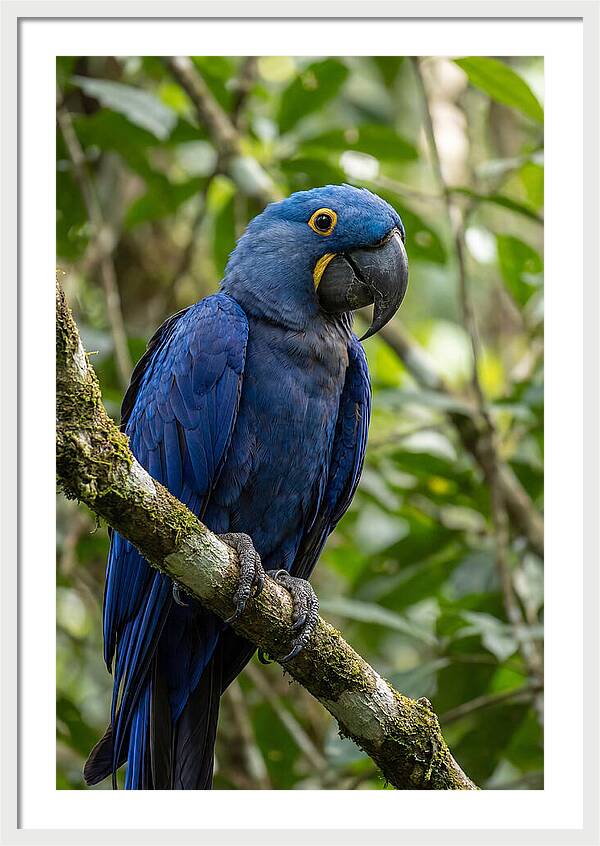 Hyacinth Macaw Perched Gracefully