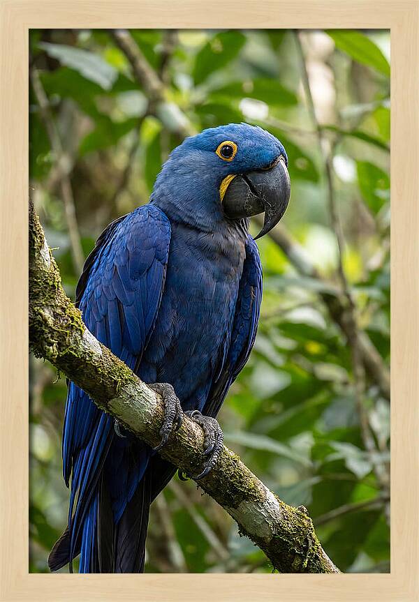 Hyacinth Macaw Perched Gracefully