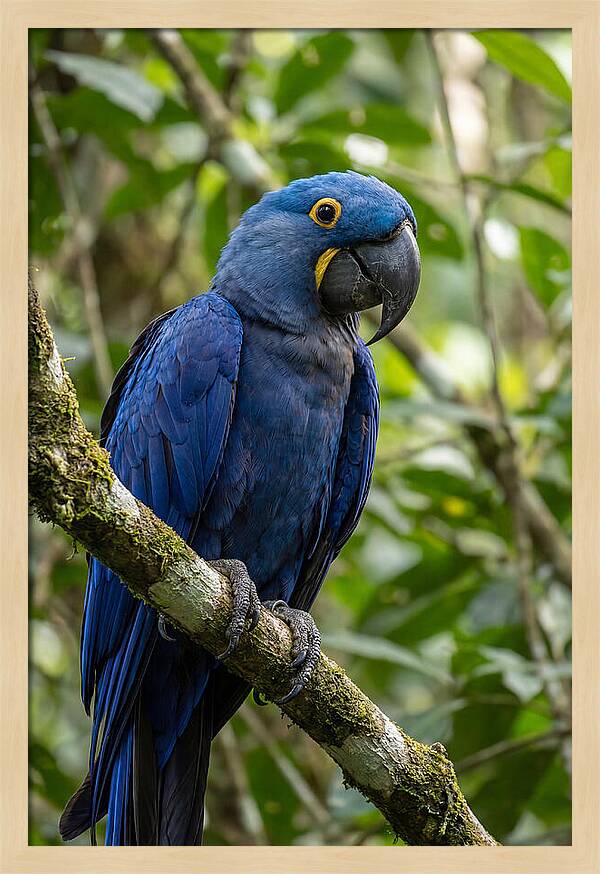 Hyacinth Macaw Perched Gracefully