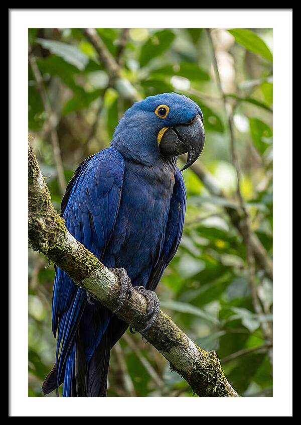 Hyacinth Macaw Perched Gracefully