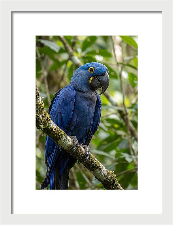 Hyacinth Macaw Perched Gracefully