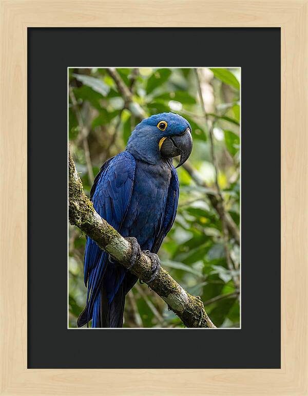 Hyacinth Macaw Perched Gracefully