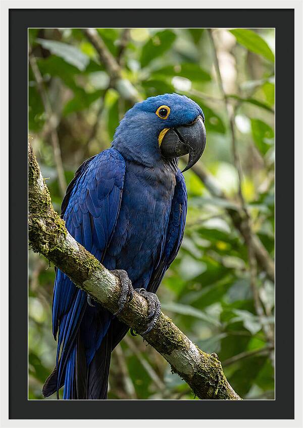 Hyacinth Macaw Perched Gracefully