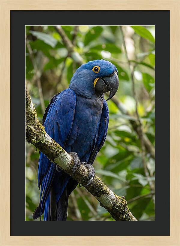 Hyacinth Macaw Perched Gracefully