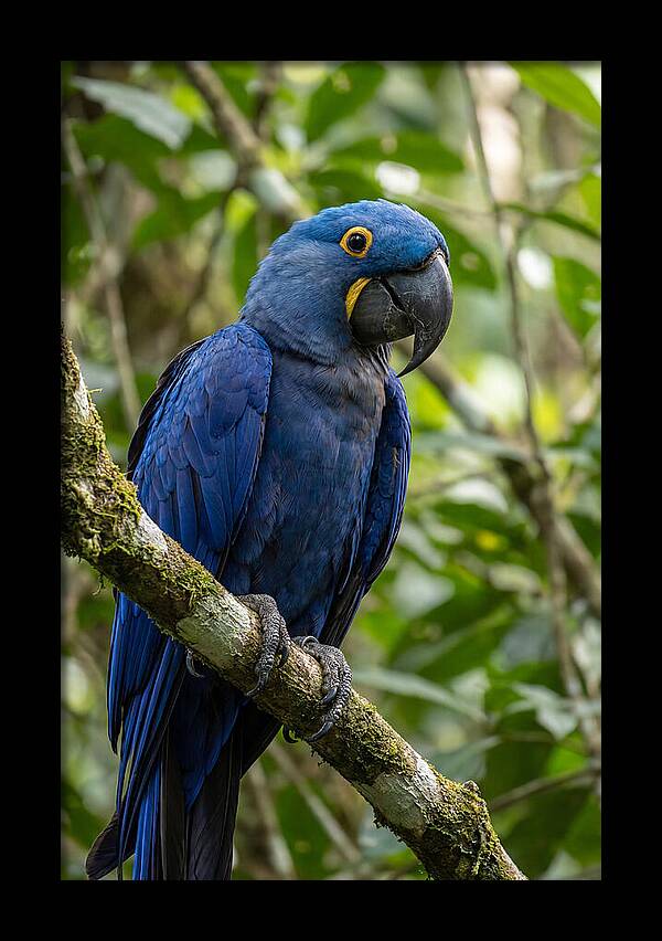 Hyacinth Macaw Perched Gracefully