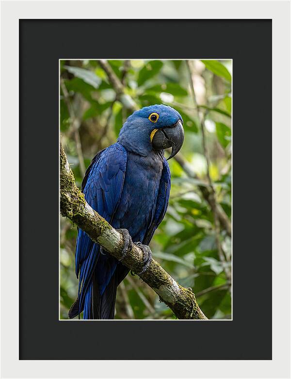 Hyacinth Macaw Perched Gracefully