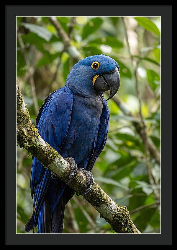 Hyacinth Macaw Perched Gracefully