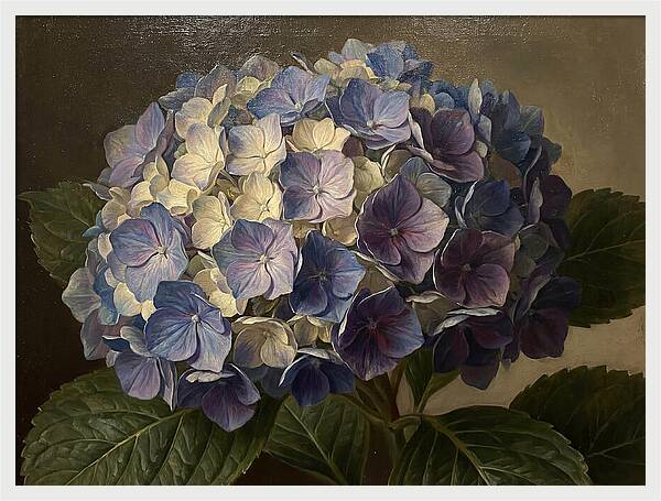 Hydrangea Bloom Serenity